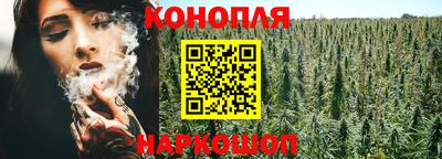 сатива Новозыбков